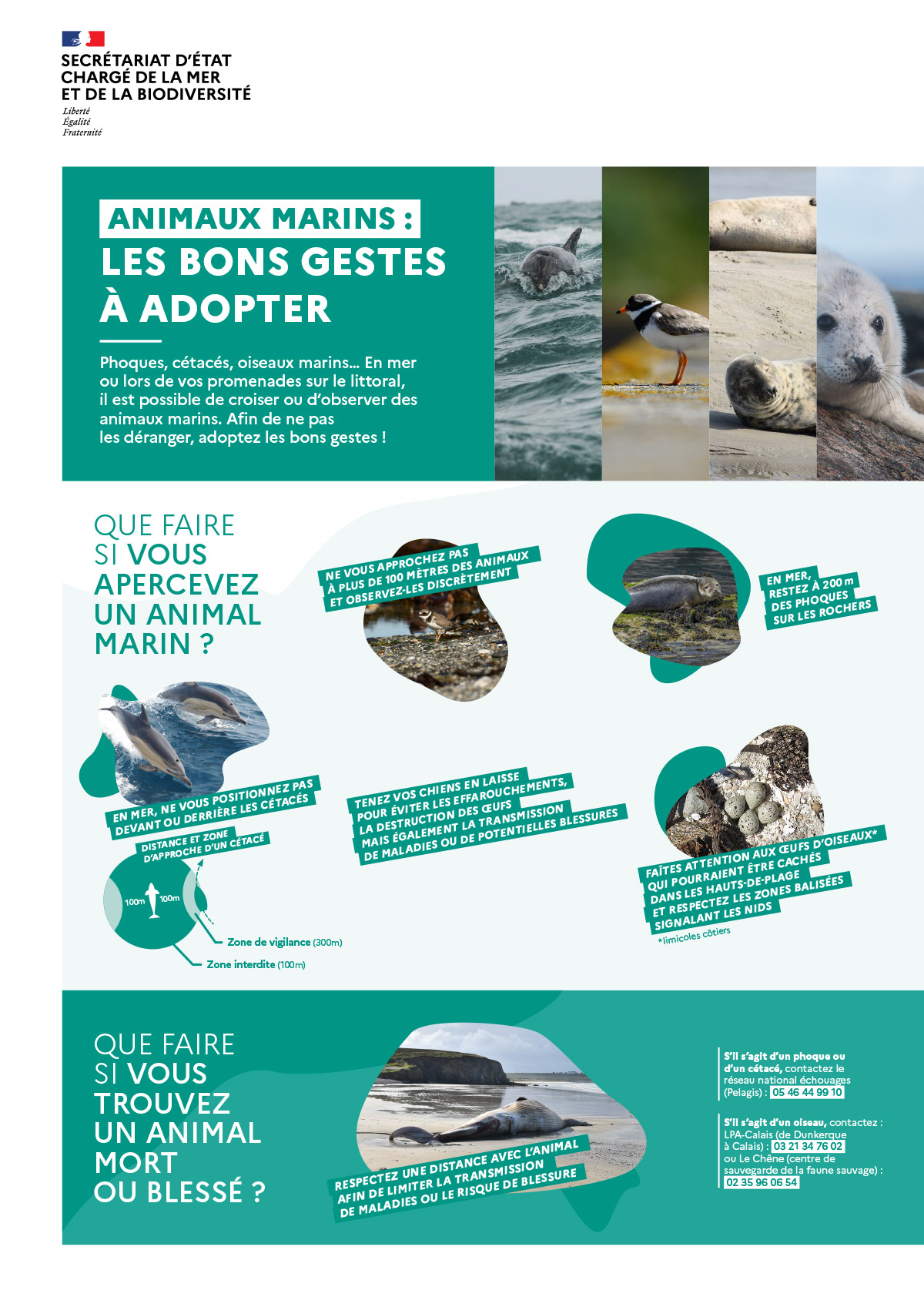 Phoques, cétacés, oiseaux marins… En mer ou lors de vos promenades sur le littoral, il est possible de croiser ou d’observer des animaux marins. Afin de ne pas les déranger, adoptez les bons gestes !